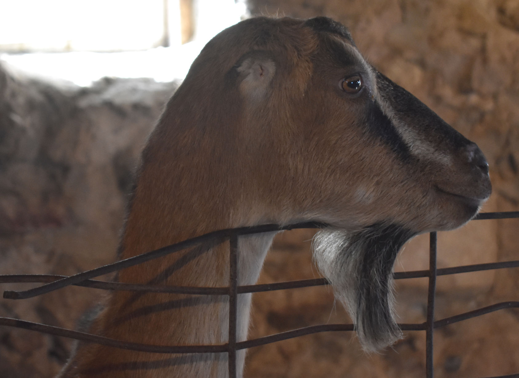 Angela the goat.jpg
